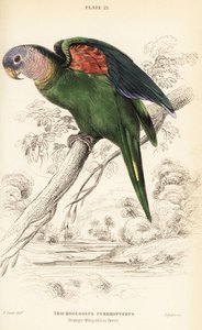 Oranjevleugelamazone, Amazona amazonica