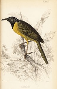 Wielewaalzanger, Hypergerus atriceps