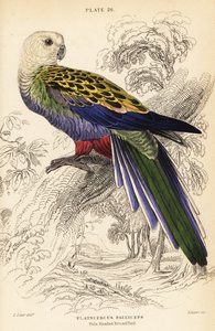 Bleekkoprosella, Platycercus adscitus palliceps