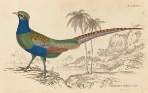 Phasianus Versicolor door William Home Lizars