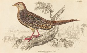 Phasianus Versicolor - Vrouwelijk