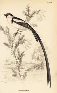 Pintail-wida, Vidua macroura (Roodbekwida, Vidua erythrorhynchus) door William Home Lizars