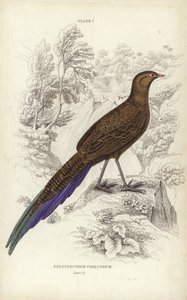 Polyplectron Chalcurum door William Home Lizars