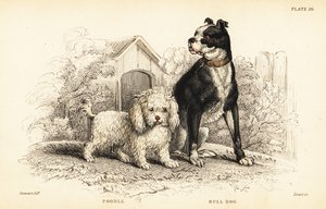 Poedel, Canis aquaticus, en bulldog, Canis anglicus door William Home Lizars