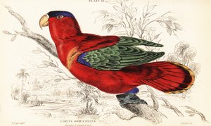 Purperneklori