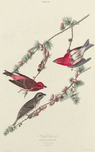 Paarse vink, 1827 door William Home Lizars