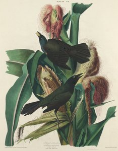 Paarse Grackle door William Home Lizars