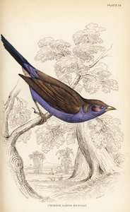 Roodwang cordon-bleu, Uraeginthus bengalus door William Home Lizars