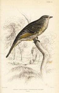 Roodschouderkoekoekshrike, vrouwtje, Campephaga phoenicea