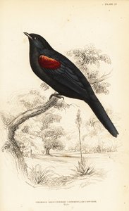 Roodschouderkoekoekshrike, mannetje, Campephaga phoenicea