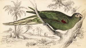 Roodschouderara, Diopsittaca nobilis