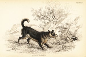 Schotse terriër of Scotch terriër, Canis lupus familiaris (Canis terrarius)