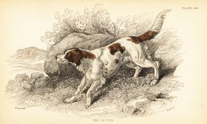 Setter, Canis lupus familiaris (Canis index) door William Home Lizars
