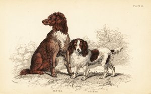 Setter en cocker spaniel, Canis lupus familiaris door William Home Lizars