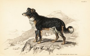 Herdershond of schaapshond, Canis lupus familiaris (Canis domesticus) door William Home Lizars