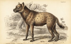 Gevlekte hyena of lachende hyena, Crocuta crocuta (Hyaena crocuta) door William Home Lizars