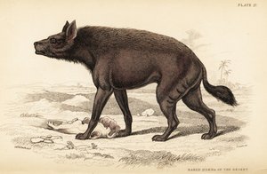 Gestreepte hyena