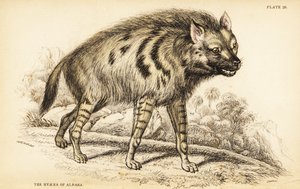 Gestreepte hyena, Hyaena hyaena door William Home Lizars