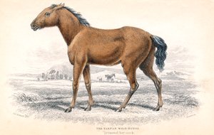 Tarpan, 1830 door William Home Lizars