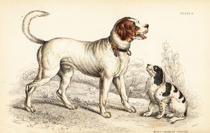 De Alpen- of Grote Sint-Bernardshond, Canis lupus familiaris, en King Charles spaniel, Canis lupus familiaris