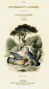 De Natuurliefhebbers Bibliotheek, Ornithologie Vol V, Ringduif, ca. 1833-1865 door William Home Lizars