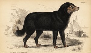 De Newfoundland hond