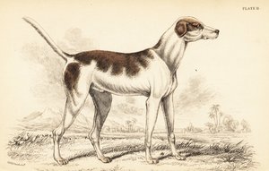 De oosterse hond, Canis lupus familiaris
