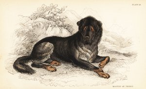 Tibetaanse mastiff door William Home Lizars