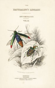 Titelpagina met vignette van juweelkever, Chrysochroa fulminans, en patch-winged diamantkever, Curculio splendens door William Home Lizars