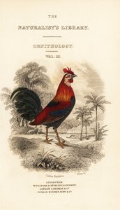 Titelpagina met vignette van rode junglehoen (Javaans), Gallus gallus bankiva door William Home Lizars