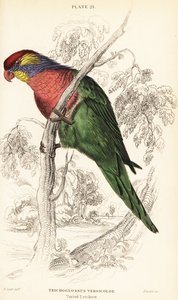 Bonte lori, Psitteuteles versicolor (Trichoglossus versicolor)