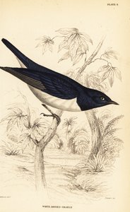 Violetrugspreeuw, Cinnyricinclus leucogaster (Witbuikgrakel, Lamprotornis leucogaster)