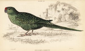 Westelijke grondpapegaai, Pezoporus flaviventris door William Home Lizars