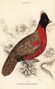 Westelijke tragopan of westelijke gehoornde tragopan, Tragopan melanocephalus