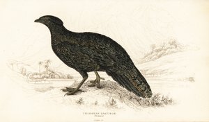 Westelijke tragopan of westelijke gehoornde tragopan, vrouwtje, Tragopan melanocephalus