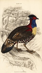 Westelijke tragopan of westelijke gehoornde tragopan, mannetje, Tragopan melanocephalus