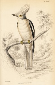 Witgekroonde helmschrike, Prionops plumatus