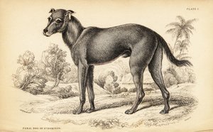 Wilde hond gevonden in de Dominicaanse Republiek en Haïti
