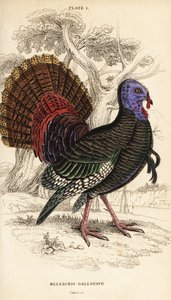 Wilde kalkoen, mannetje, Meleagris gallopavo door William Home Lizars