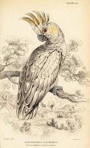Geelkuifkaketoe, Cacatua sulphurea