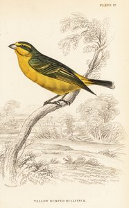 Geelvoorhoofdkanarie (Senegal), Crithagra mozambica caniceps (Geelstuitgors, Crithagra chrysopyga) door William Home Lizars