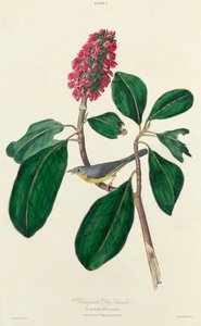 Bonaparte Vliegenvanger door William Home Lizars after John James Audubon