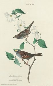 Witkeelmus door William Home Lizars after John James Audubon