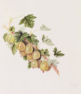 Groene Kruisbes, 1815