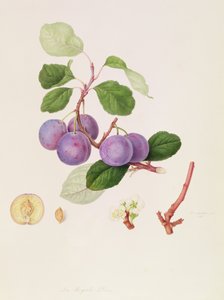 La Royale Plum, 1815