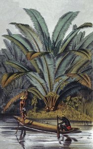 Palmboom door William Hooker