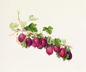 Paarse kruisbes