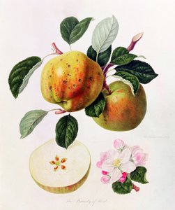 De Schoonheid van Kent