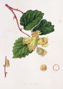 De Cob Nut, 1816