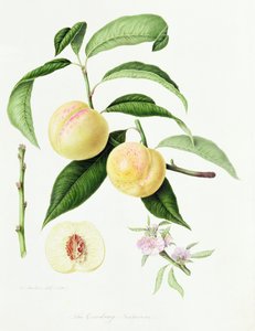 De Conudray Nectarine, 1820